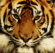 tiger